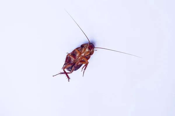 Мертвые тараканы изолированы на белом фоне — стоковое фото