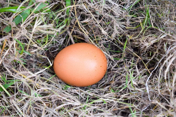 Eggs in the nest of dry grass. — Stock Photo, Image