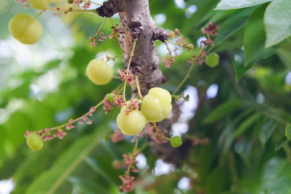 Csomó egres. Acidus Phyllant-hus, natív egres gyümölcs, ázsiai gyümölcs — Stock Fotó