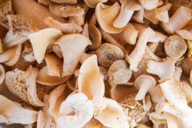 arka plan için mantar kapatın