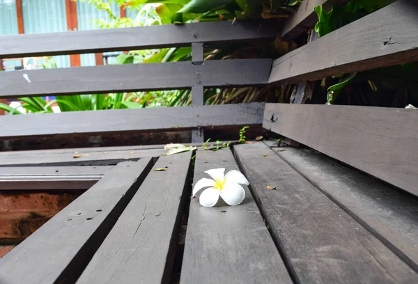 Plumeria Çiçek bahçesinde ahşap masa koymak — Stok fotoğraf