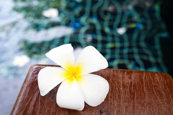 Plumeria flower on wooden chair in swiming pool — Stock Photo, Image