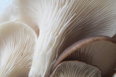 mantar arka kapatmak