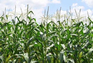 Yeşil Mısır alan yaz gününde Mavi gökyüzü altında