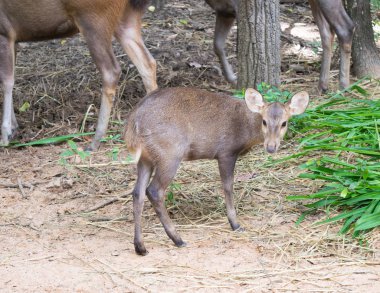 Kızıl geyik vahşi kaçak