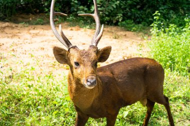 Kızıl geyik vahşi kaçak
