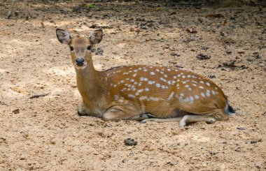 Karaca vahşi Buck geyik