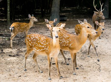 Karaca vahşi Buck geyik