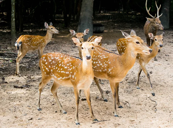 Karaca vahşi Buck geyik