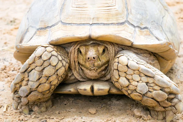 Closeup tartaruga branca na areia — Fotografia de Stock