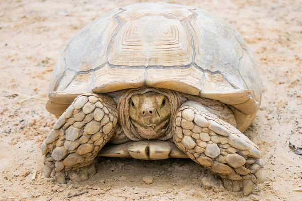 Gros plan tortue blanche sur le sable — Photo