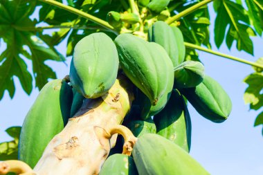 papaya meyve ağacıyla papaya
