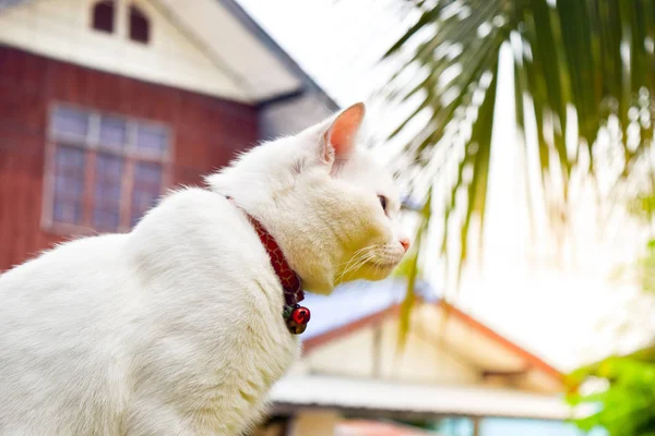 Thai gatto bianco con sfondo casa — Foto Stock