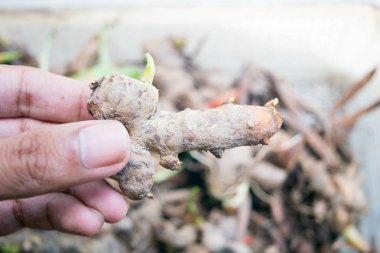 Zerdeçal, zerdeçal, Curcuma arka plan ile Curcuma tutan adam