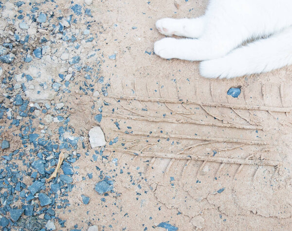 cat and Wheel track,save animals concept