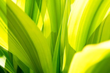 yeşil yapraklar arkaplan dokusu