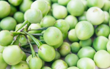 patlıcan, Türkiye berry, Solanum torvum arka plan