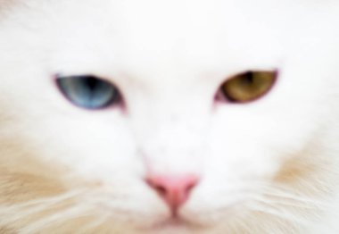 yakın yüz beyaz kedi, resim görüntü stili bulanık