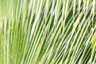 Arka plan yeşil Hindistan cevizi yaprakları