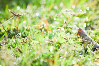 çiğ yeşil çim bokeh arka plan üzerinde bir düşer