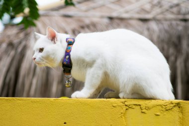 Duvardaki closeup beyaz kedi