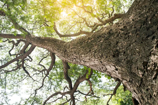 Orman ağaçları. doğa yeşil ahşap güneş ışığı arka planı.