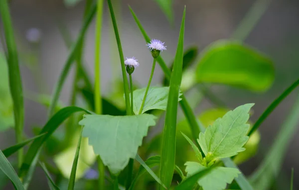 Flores Hierba Con Fondo Hierba Verde — Foto de Stock