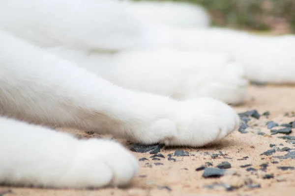 Zampa Gatto Bianca Piede Gatto — Foto Stock