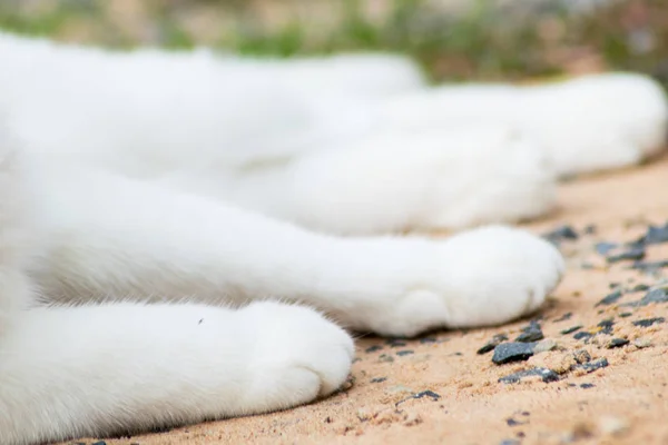 White Cat Paw Cat Foot — Stock Photo, Image