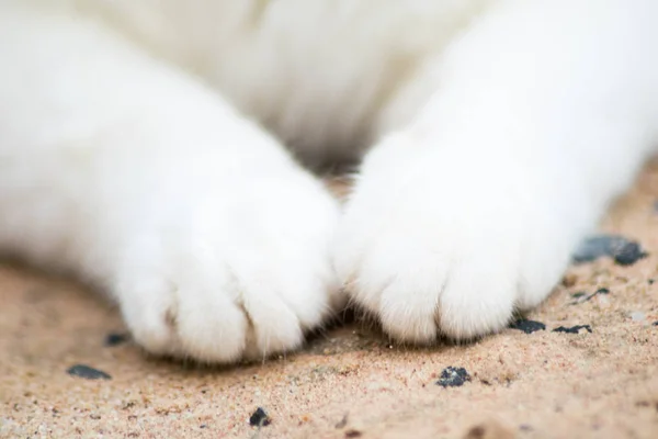 White Cat Paw Cat Foot — Stock Photo, Image