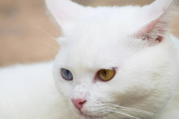 Faccia Ravvicinata Thai Gatto Bianco — Foto Stock
