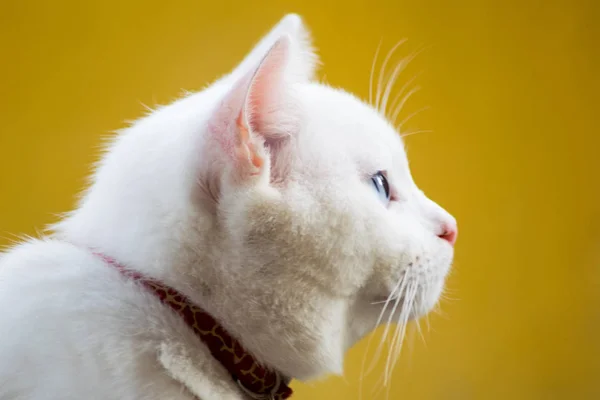 Cat Portrait Close Only Head Crop Looking Top White Cat — Stock Photo, Image