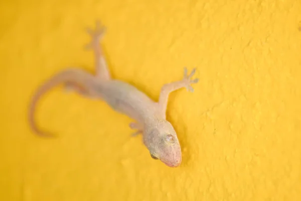 Closeup House Lizard Yellow Wall Background — Stock Photo, Image