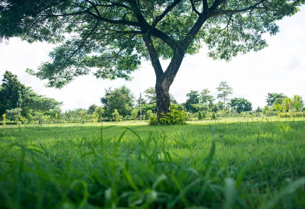 Árvores Verdes Parque Vista Manhã — Fotografia de Stock