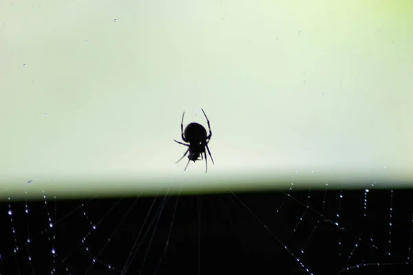 Primer Plano Spider Silhouette Fondo — Foto de Stock