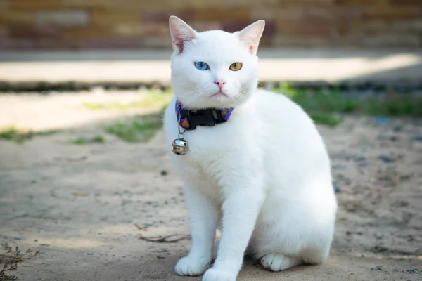 Kao Nee Gato Branco Tailandês — Fotografia de Stock