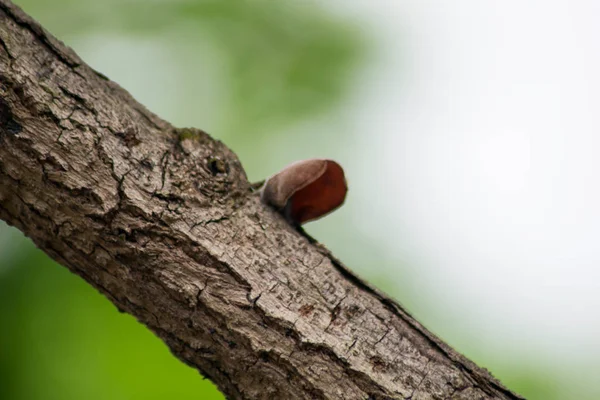 Ohrenpilz Auf Baum — Stockfoto