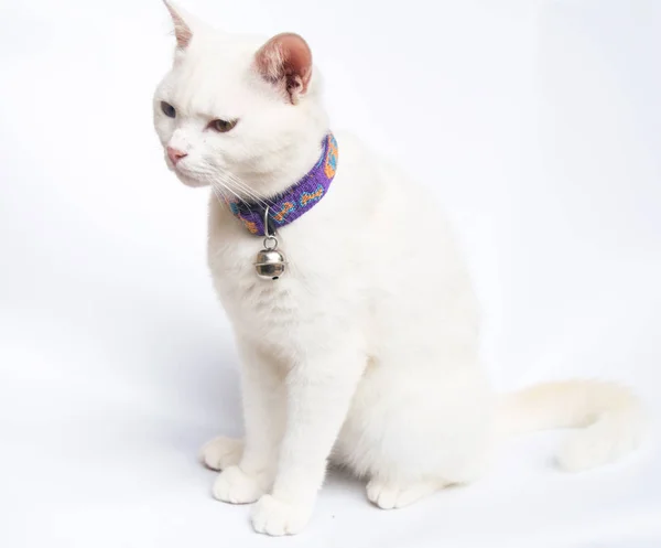 white cat on white background