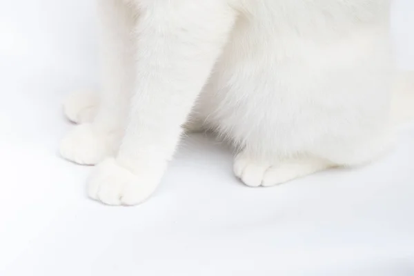Macska Lába Fehér Színű — Stock Fotó