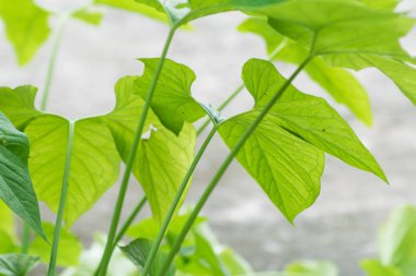 yeşil bitki yaprakları kapatmak