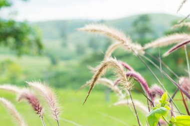 dağ manzaralı çimen çiçekler