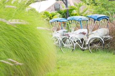 eski beyaz Tay çekçek üç döngüsü