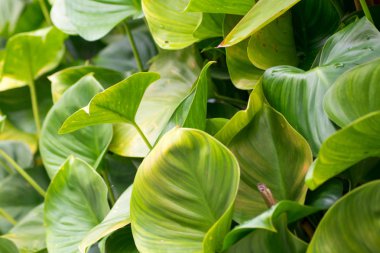 Yeşil yaprakları kapat