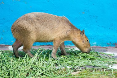 Yeşil çimenlerin üzerinde yürüyüş capybarası