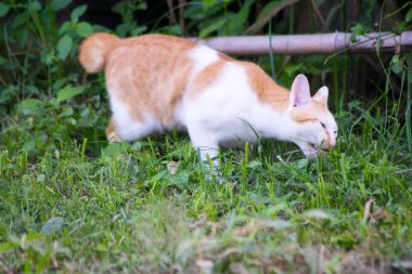 yeşil çim yeme kedi