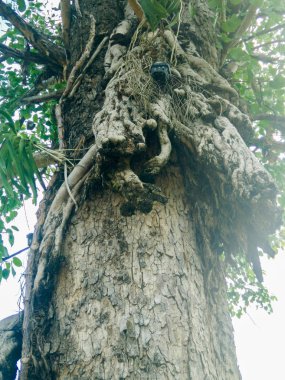 asalak bitkiler doğa arka plan