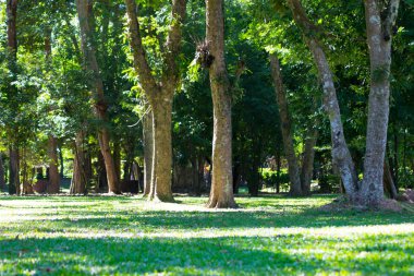 Yeşil Park yeşil ağaç