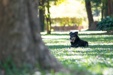siyah köpek yeşil bahçede oynuyor