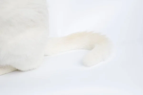 Closeup Tail White Cat — Stock Photo, Image