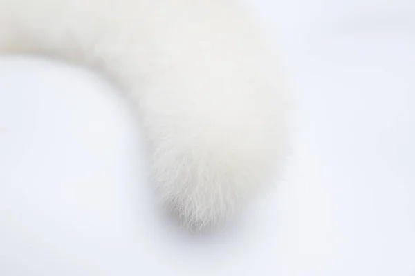 Closeup Tail White Cat — Stock Photo, Image